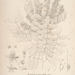 Lámina botánica antigua de llora sangre con la hoja pinnada y las panículas.