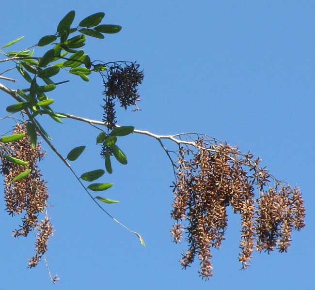 Rama de llora sangre con los frutos secos colgando contra un cielo azul.