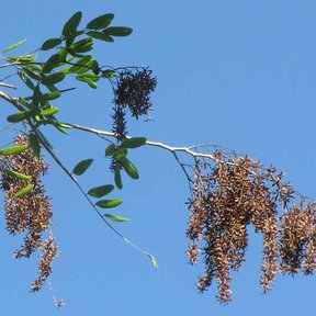 Rama de llora sangre con los frutos secos colgando contra un cielo azul.