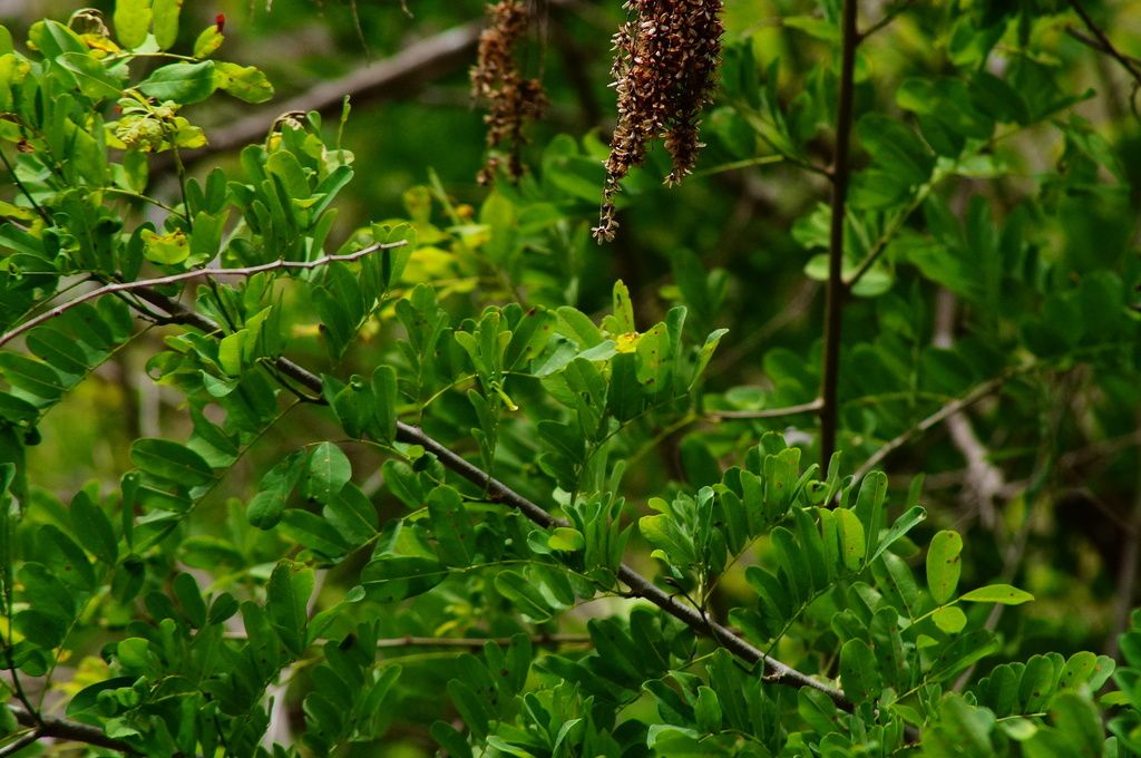 Frutos secos de llora sangre entre el follaje verde claro del matorral.
