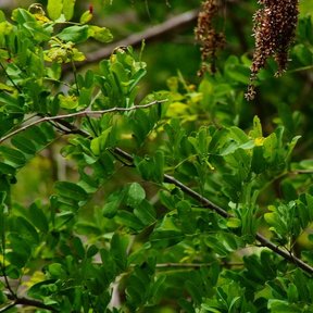 Frutos secos de llora sangre entre el follaje verde claro del matorral.