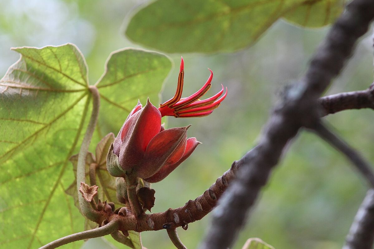 Flor del árbol de las manitas abriéndose, con los estambres rojos en abanico.
