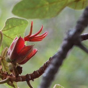 Flor del árbol de las manitas abriéndose, con los estambres rojos en abanico.