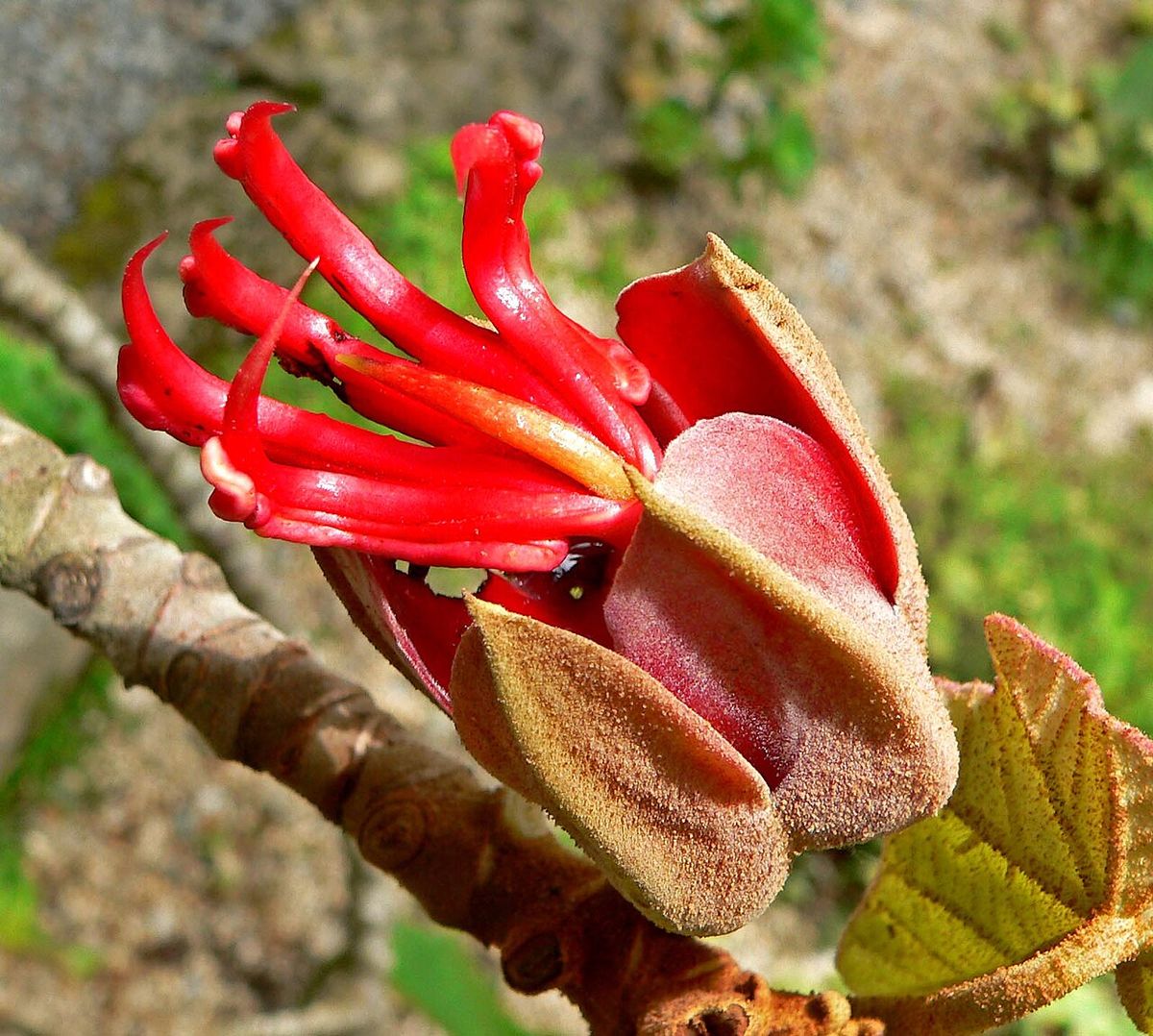 Flor del árbol de las manitas con los cinco estambres rojos abiertos como dedos.