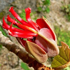 Flor del árbol de las manitas con los cinco estambres rojos abiertos como dedos.