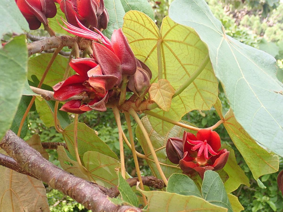 Flores rojas del árbol de las manitas colgando entre las hojas lobuladas.