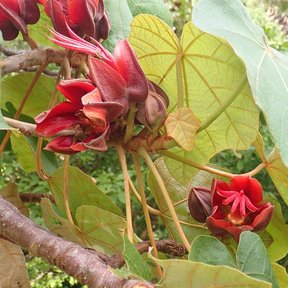 Flores rojas del árbol de las manitas colgando entre las hojas lobuladas.