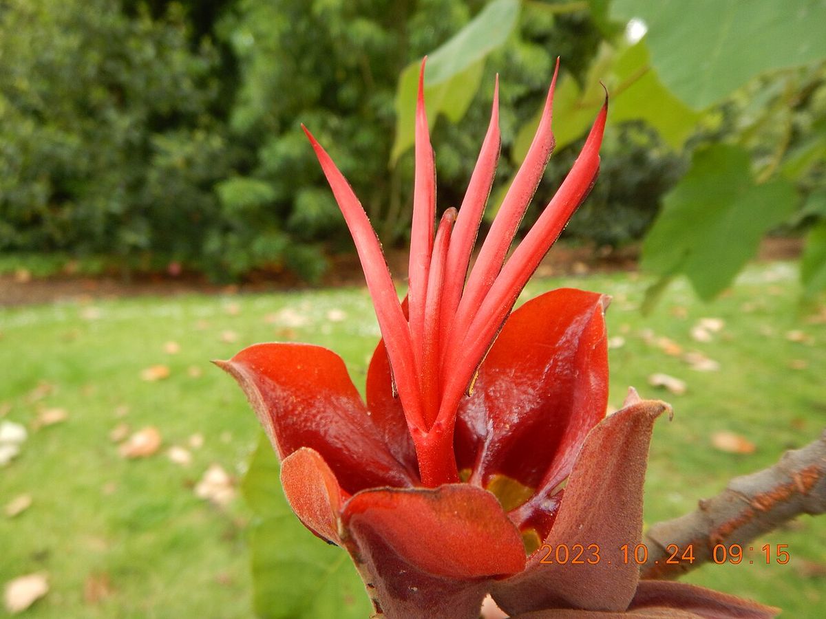 Flor del árbol de las manitas vista de frente, con el pasto verde al fondo.