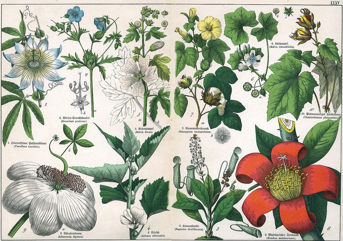 Lámina antigua con varias plantas de flor, entre ellas el árbol de las manitas.