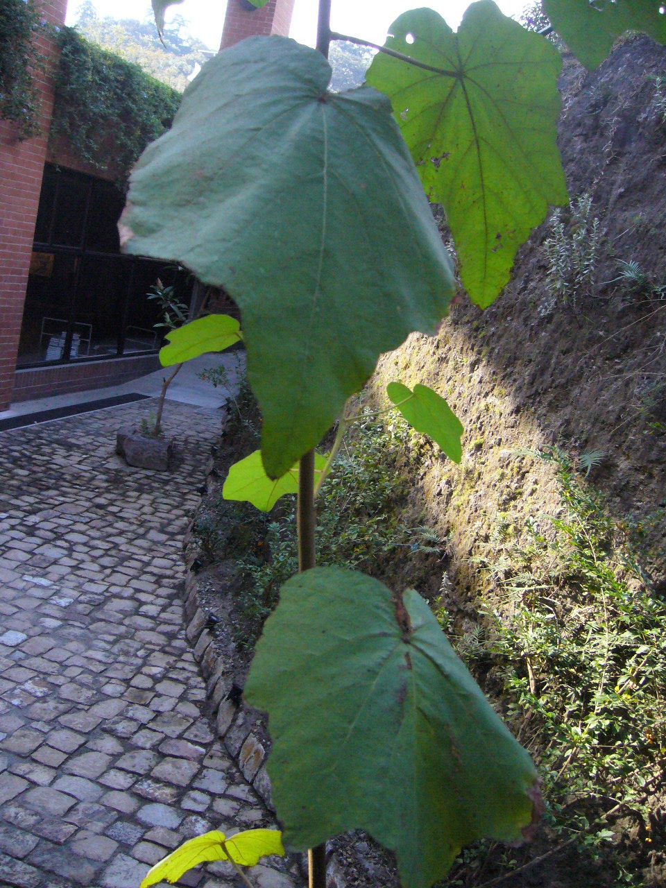 Hojas lobuladas de un árbol de las manitas joven, junto a un muro de piedra.
