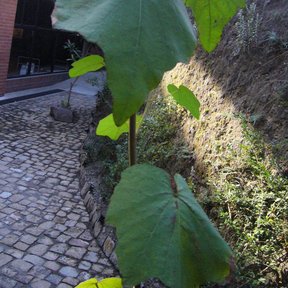 Hojas lobuladas de un árbol de las manitas joven, junto a un muro de piedra.
