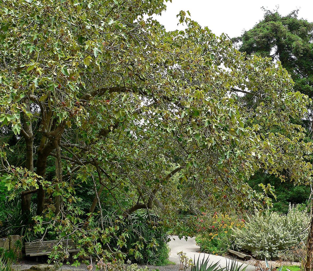 Árbol de las manitas de copa ancha y ramas abiertas en un jardín botánico.