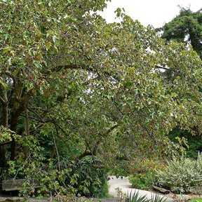 Árbol de las manitas de copa ancha y ramas abiertas en un jardín botánico.