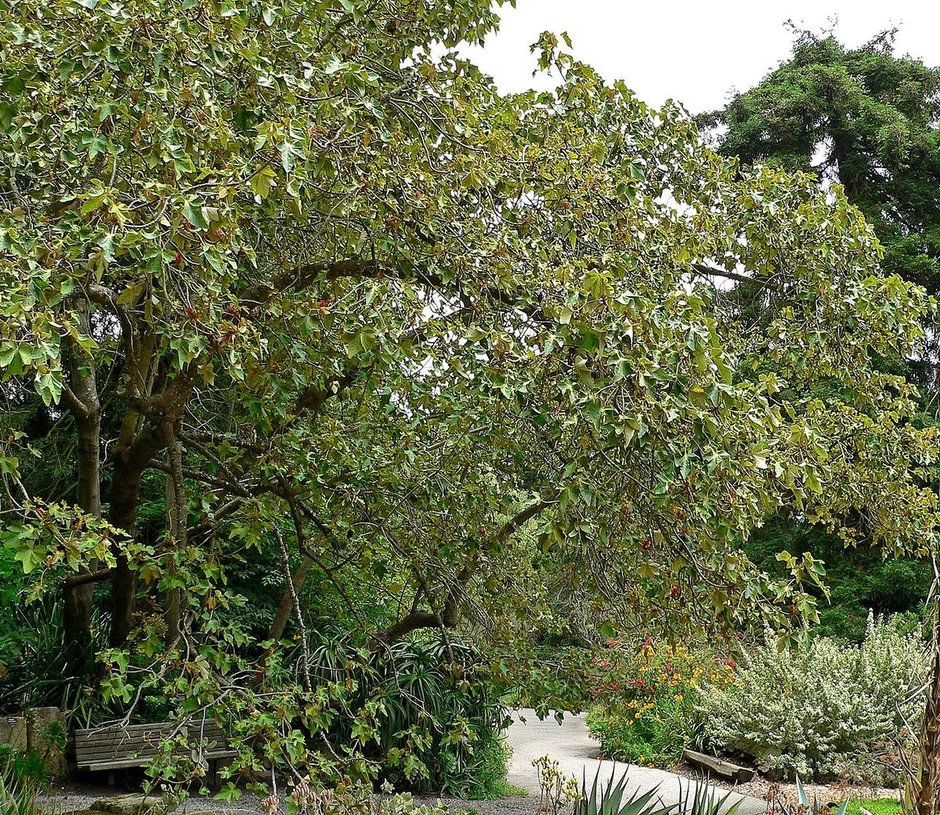 Árbol de las manitas de copa ancha y ramas abiertas en un jardín botánico.