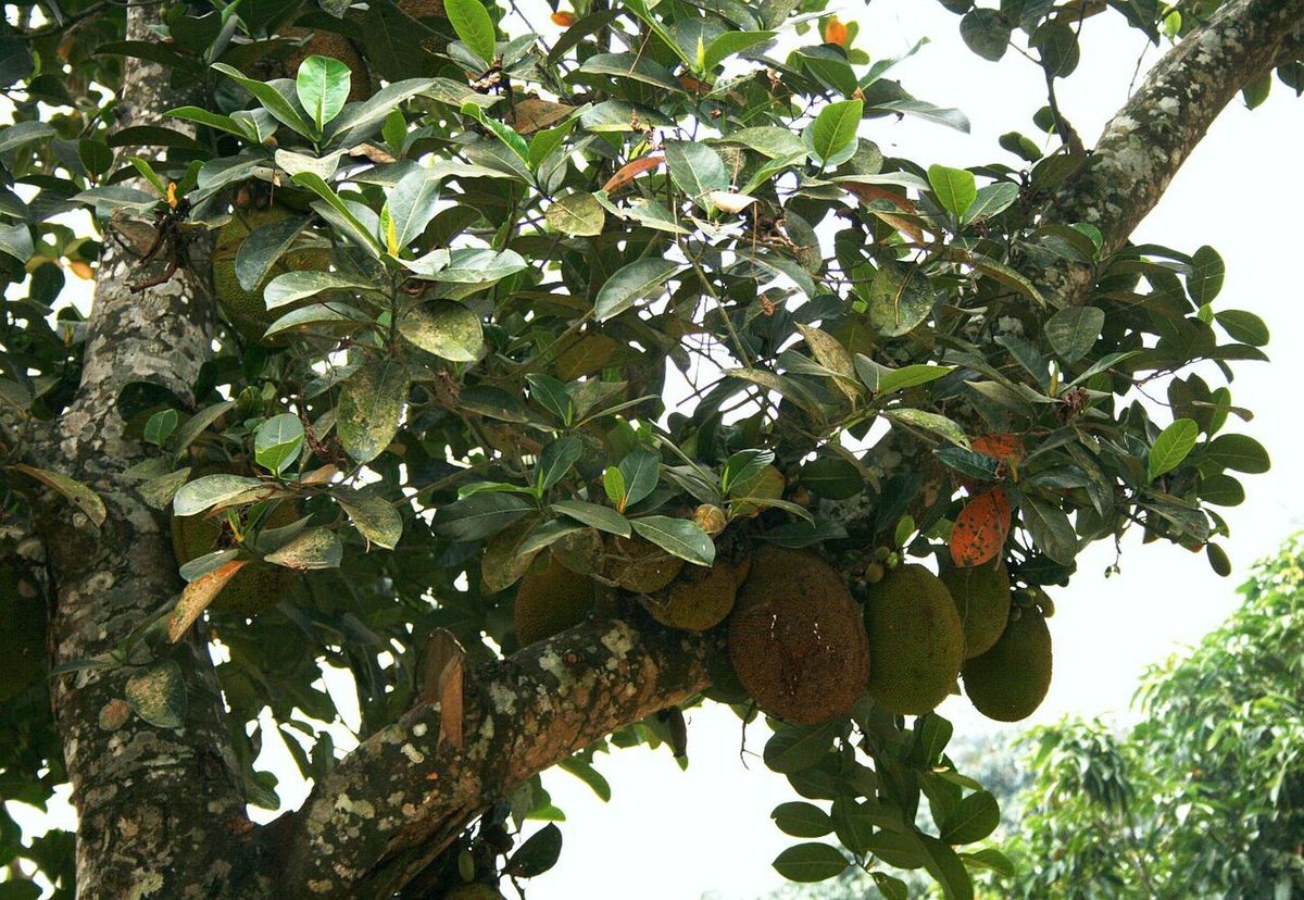 Frutos de yaca colgando del tronco y las ramas gruesas del árbol.