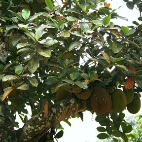 Frutos de yaca colgando del tronco y las ramas gruesas del árbol.