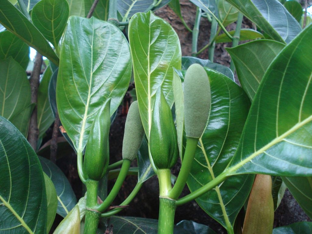 Inflorescencias verdes y alargadas de yaca entre las hojas gruesas y lustrosas.