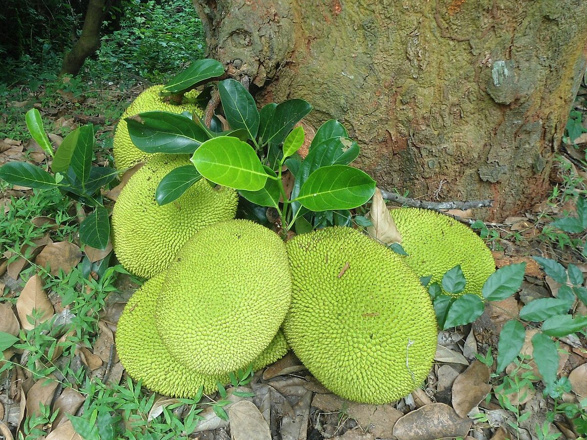 Yacas maduras y amarillentas apiladas al pie del tronco, sobre la hojarasca.