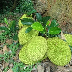 Yacas maduras y amarillentas apiladas al pie del tronco, sobre la hojarasca.