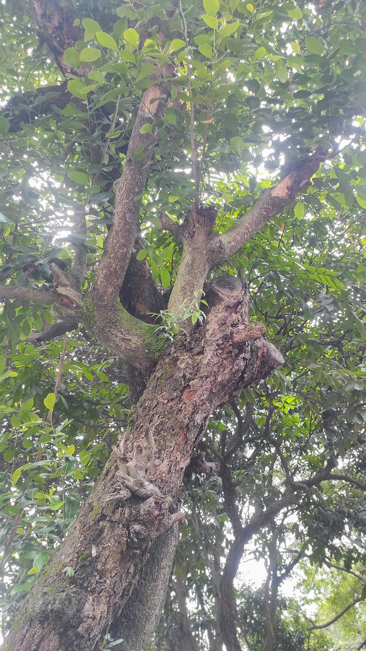 Yaca de tronco grueso y ramas abiertas, con el follaje contra el cielo.