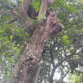 Yaca de tronco grueso y ramas abiertas, con el follaje contra el cielo.