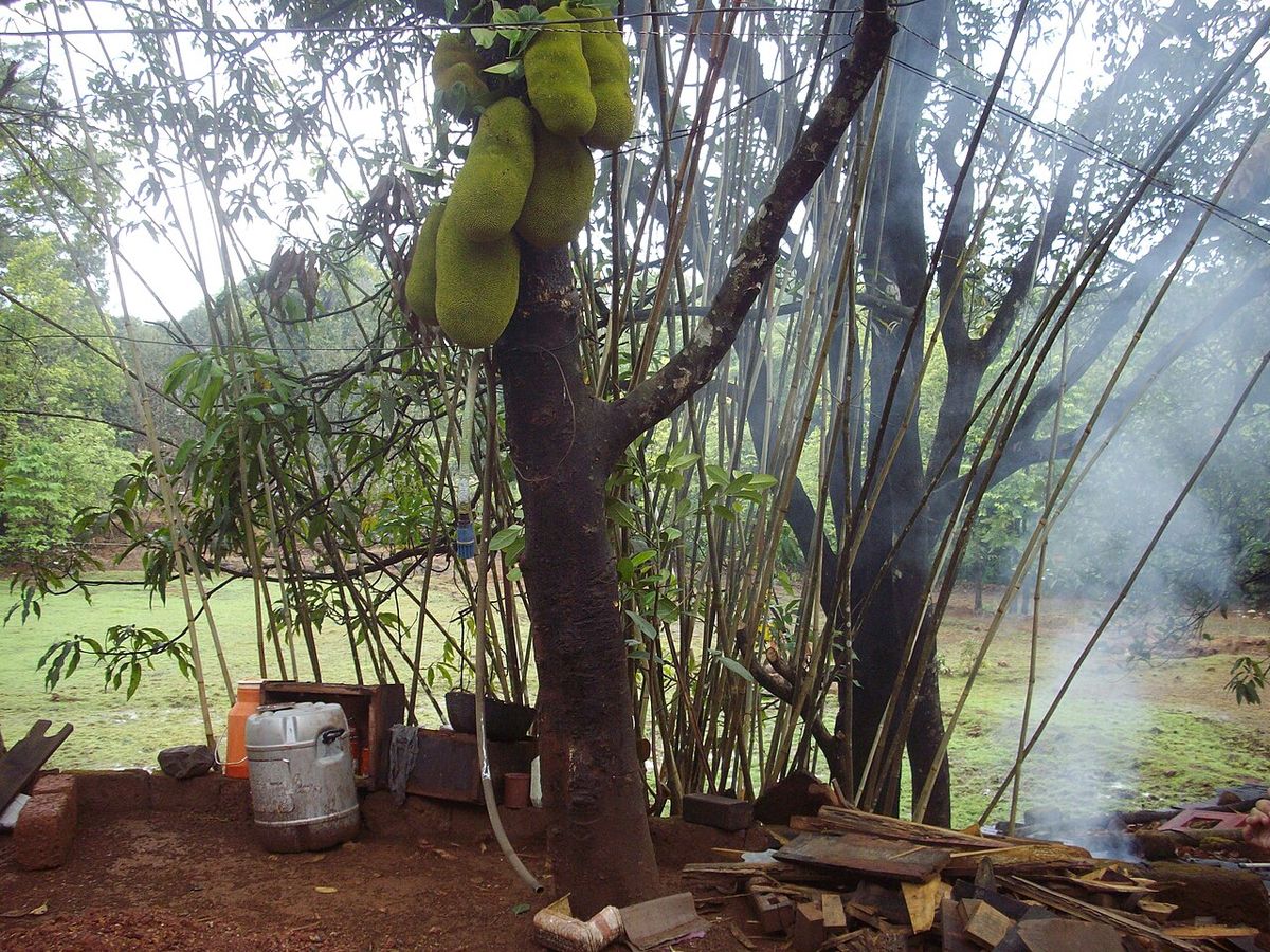 Yaca cargada de fruto junto a un cobertizo, con el potrero al fondo.