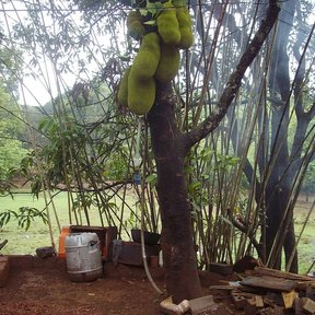 Yaca cargada de fruto junto a un cobertizo, con el potrero al fondo.