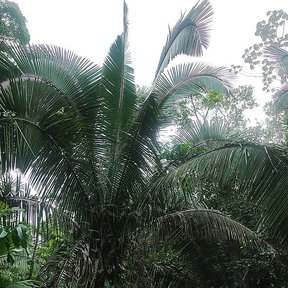 Palma mantequilla de frondas enormes y arqueadas dentro de la selva.