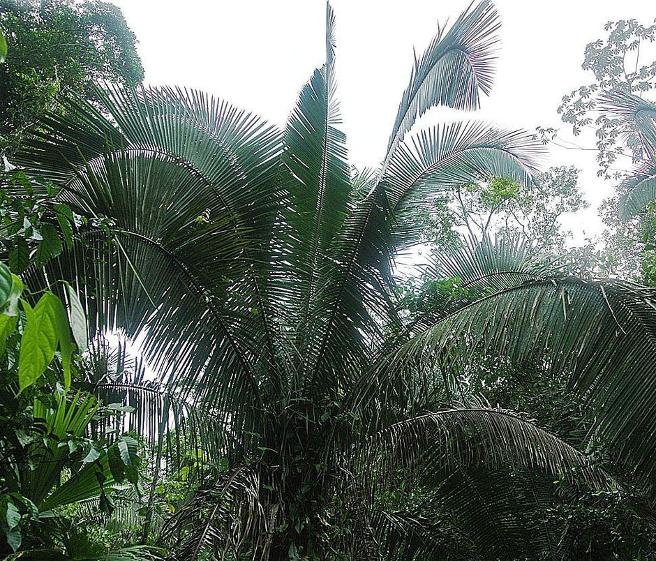 Palma mantequilla de frondas enormes y arqueadas dentro de la selva.