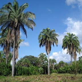 Palmas mantequilla repartidas en un potrero, bajo un cielo azul con nubes.