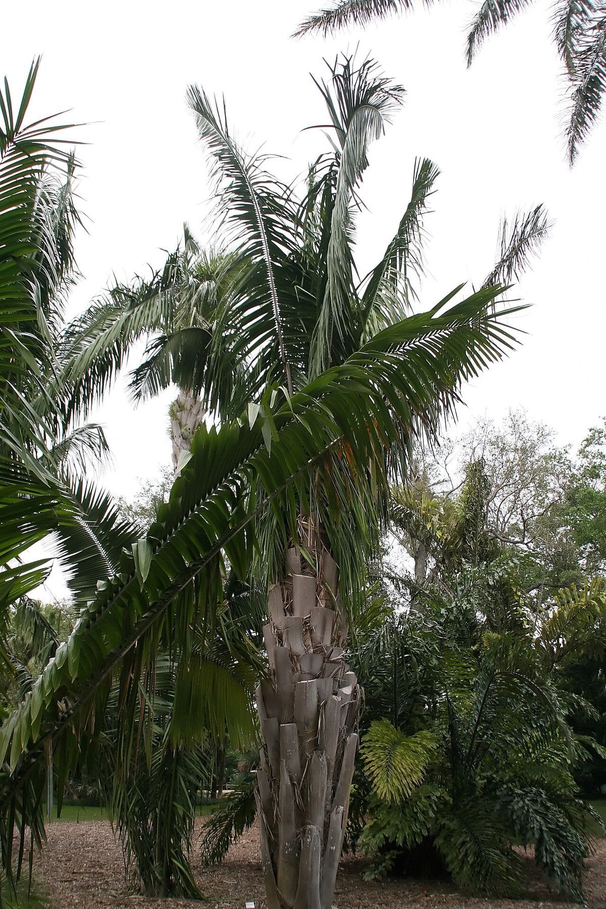 Palma mantequilla de estípite grueso y corona amplia en un jardín botánico.