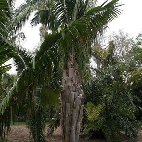 Palma mantequilla de estípite grueso y corona amplia en un jardín botánico.