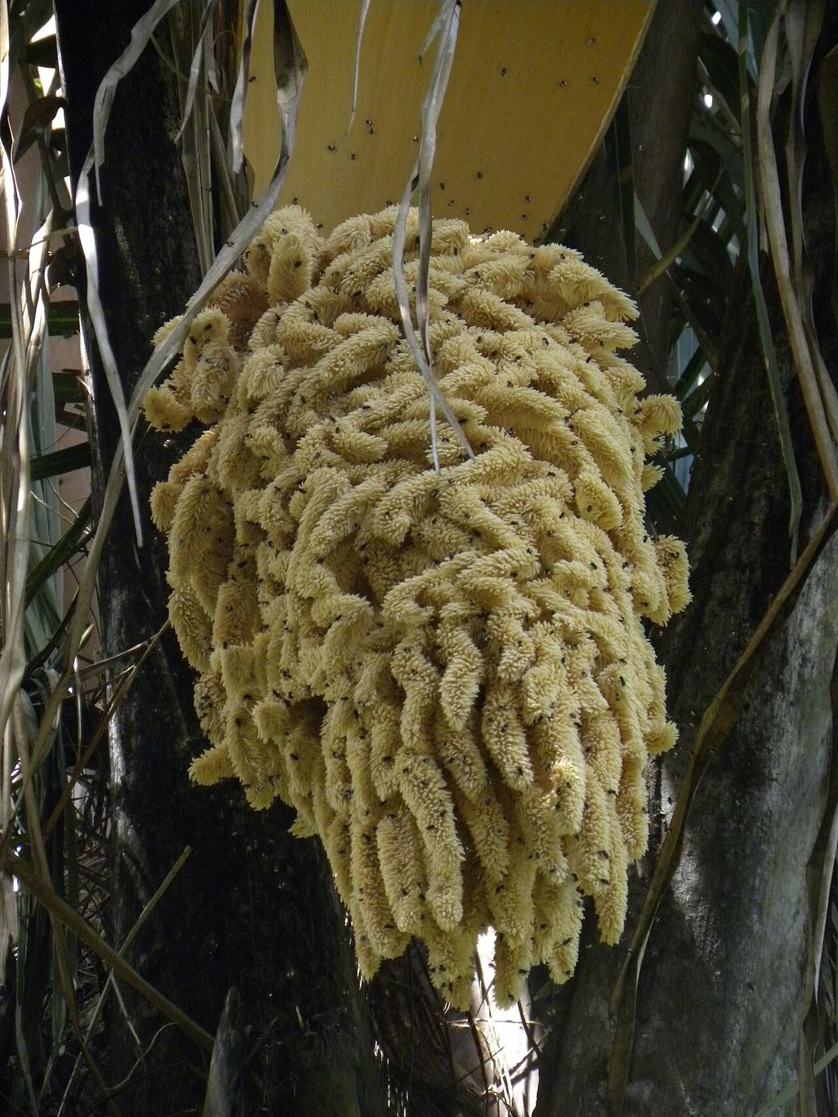 Inflorescencia crema y ramificada de palma mantequilla colgando del estípite.