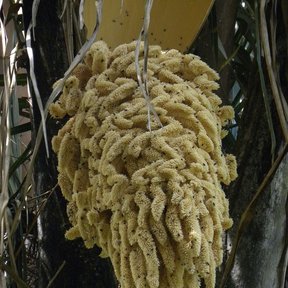 Inflorescencia crema y ramificada de palma mantequilla colgando del estípite.