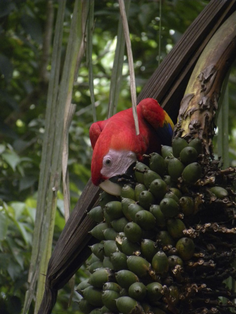 Una guacamaya roja comiendo de un racimo de frutos verdes de palma mantequilla.