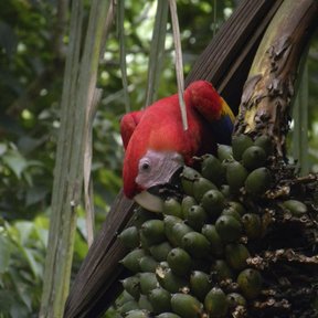 Una guacamaya roja comiendo de un racimo de frutos verdes de palma mantequilla.