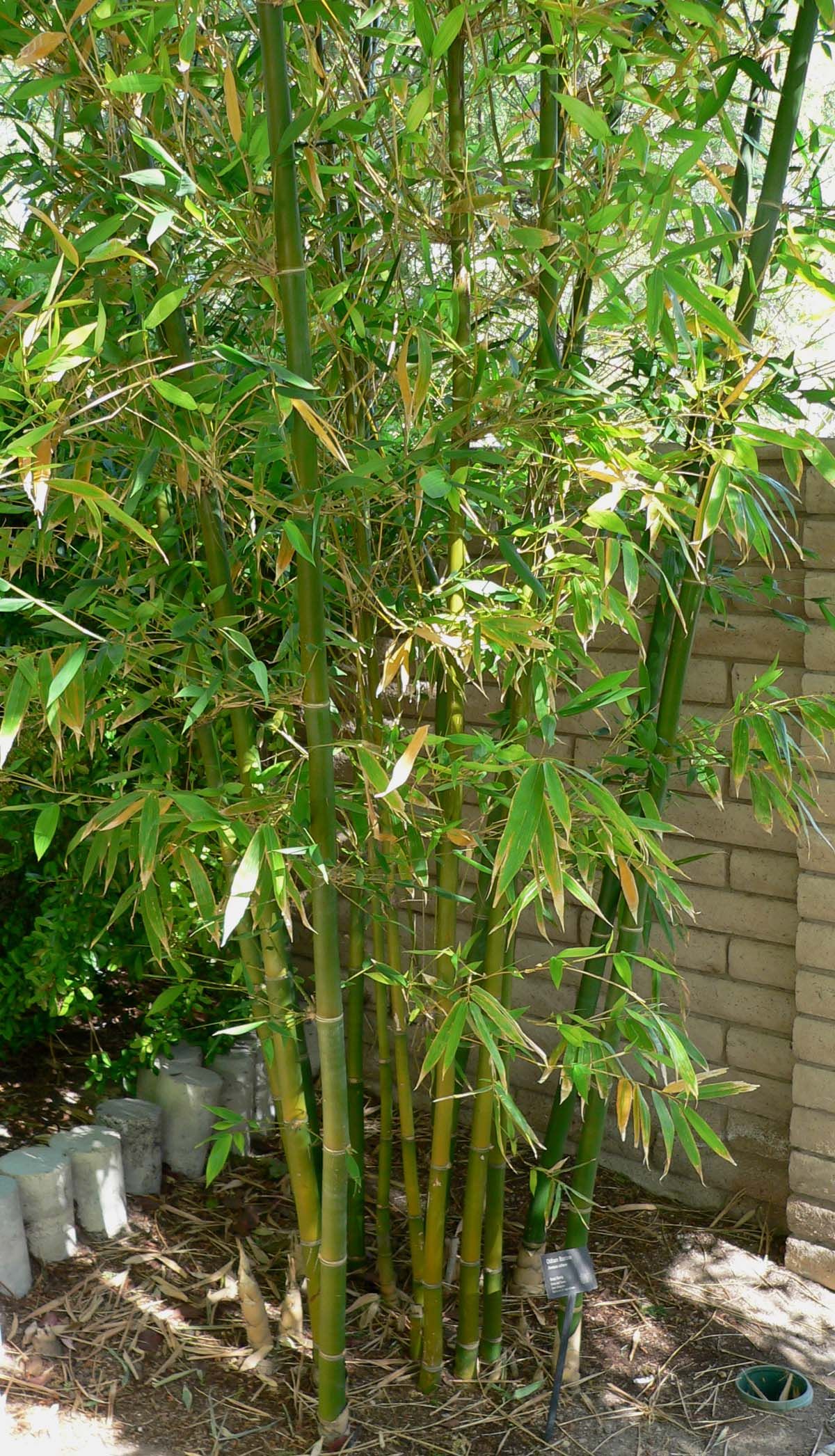 Mata de bambú de tallos verdes y follaje ligero junto al muro de una casa.