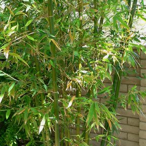 Mata de bambú de tallos verdes y follaje ligero junto al muro de una casa.