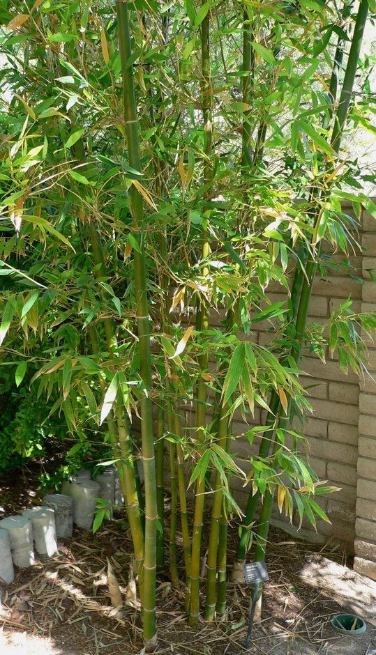 Mata de bambú de tallos verdes y follaje ligero junto al muro de una casa.