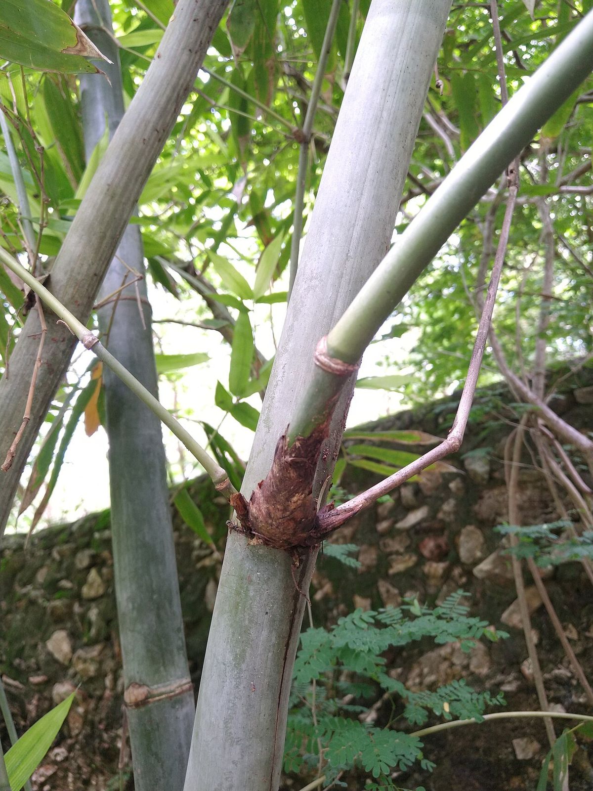 Nudo de un tallo de bambú con la rama nueva saliendo y la vaina seca al pie.