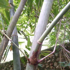 Nudo de un tallo de bambú con la rama nueva saliendo y la vaina seca al pie.