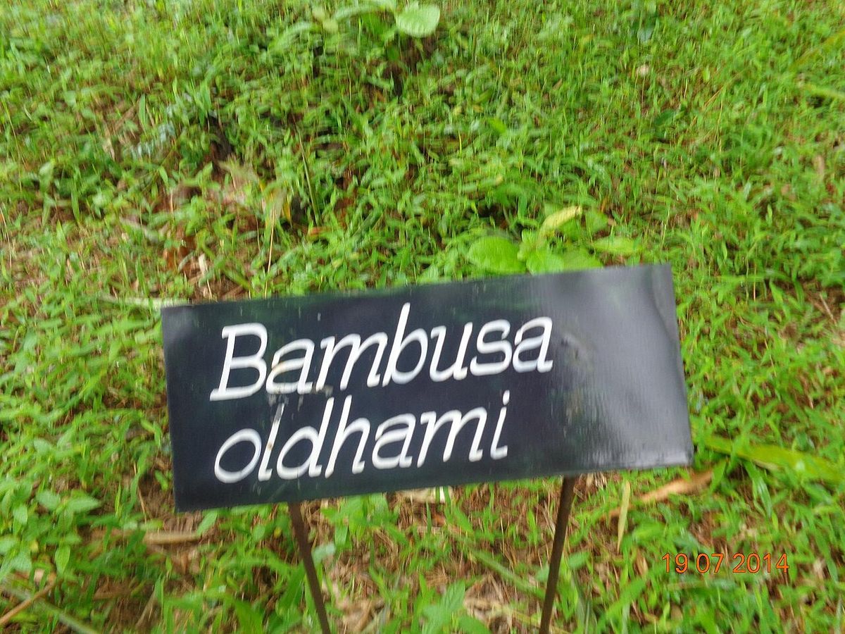 Placa negra con el nombre Bambusa oldhami clavada sobre el pasto.