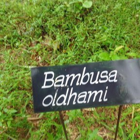 Placa negra con el nombre Bambusa oldhami clavada sobre el pasto.