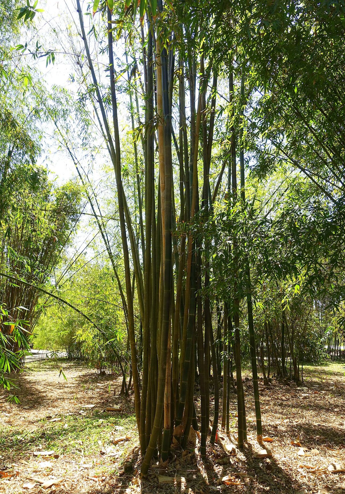 Macollo alto de bambú en un parque, con los tallos abriéndose en abanico.