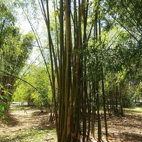 Macollo alto de bambú en un parque, con los tallos abriéndose en abanico.