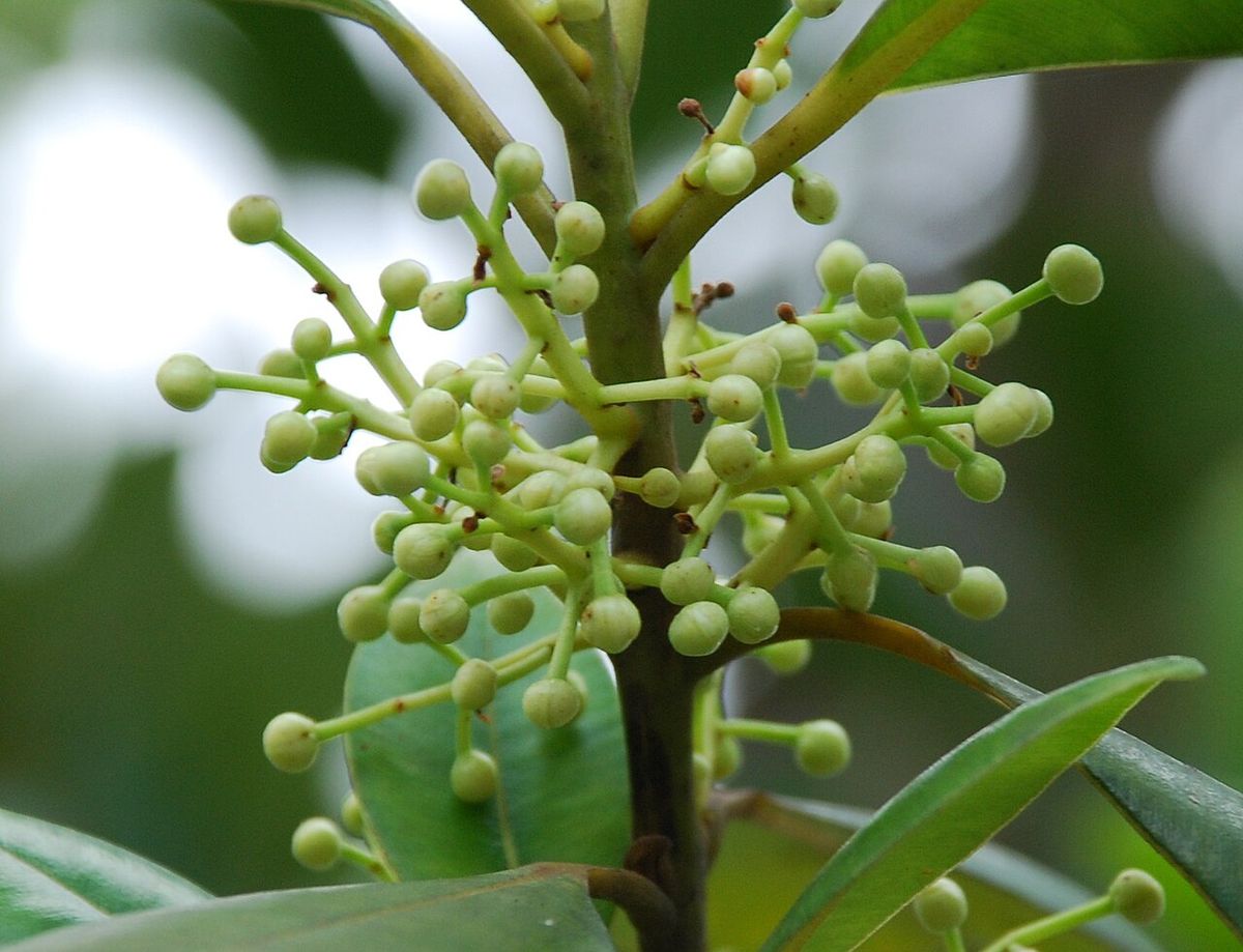 Botones florales verdes y redondos de barillo apiñados en una panícula.