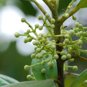 Botones florales verdes y redondos de barillo apiñados en una panícula.