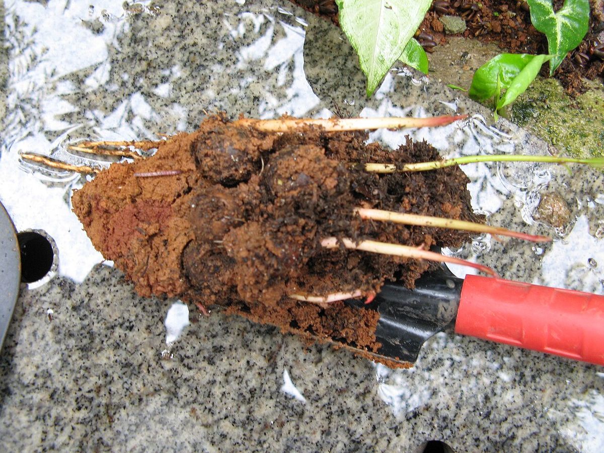 Cepellón de una plántula de barillo recién sacada, con las raíces al descubierto.