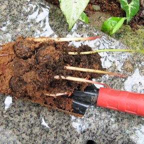 Cepellón de una plántula de barillo recién sacada, con las raíces al descubierto.
