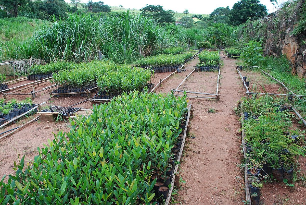 Vivero de barillo con hileras de plántulas en bolsas sobre camas de tierra.